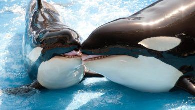 Foto de Orcas do SeaWorld vivem tanto quanto seus congêneres na natureza