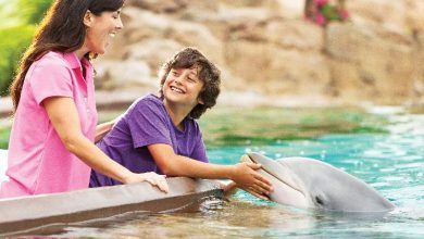 Foto de SeaWorld anuncia nova parceria para preservação dos oceanos