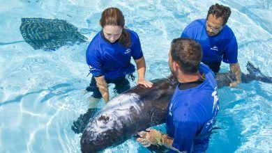 Foto de SeaWorld reabilita espécie rara de golfinho