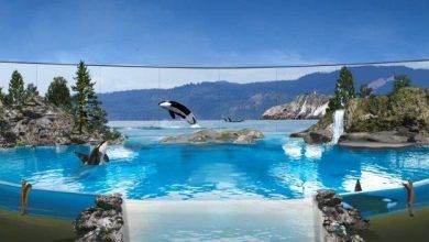 Foto de SeaWorld anuncia última geração de orcas sob cuidados da companhia