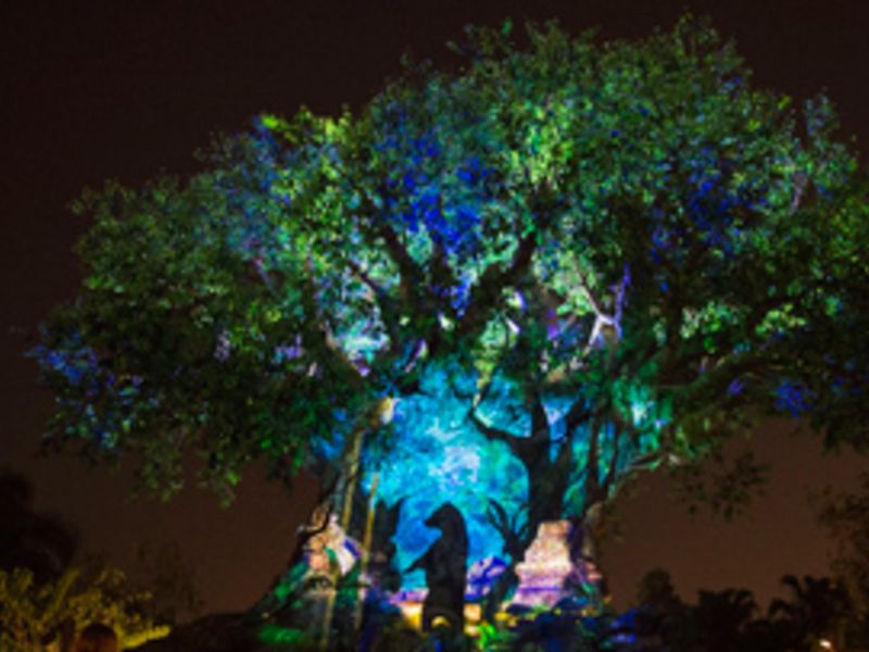 Tree of Life Awakenings