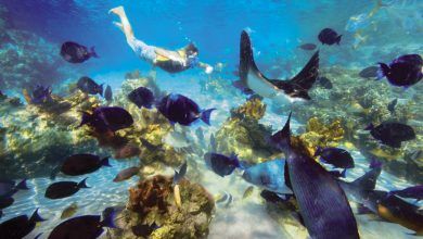 Foto de SeaWorld Parks & Entertainment é premiado pelo TripAdvisor® Travelers’ Choice™