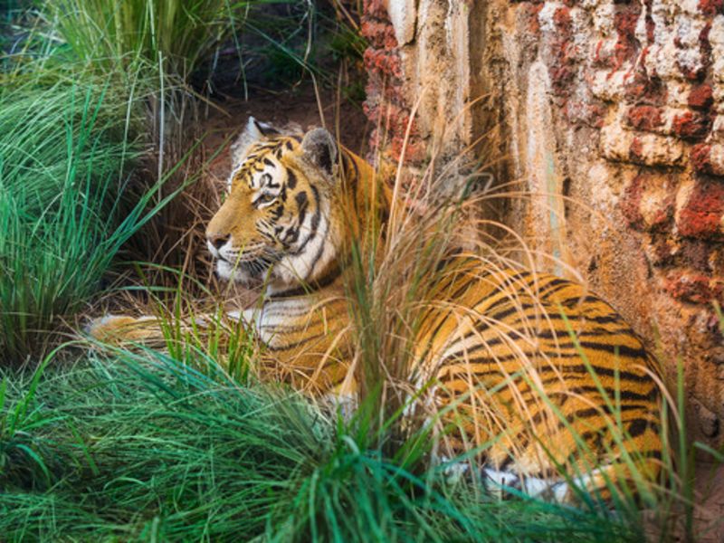 Maharajah Jungle Trek