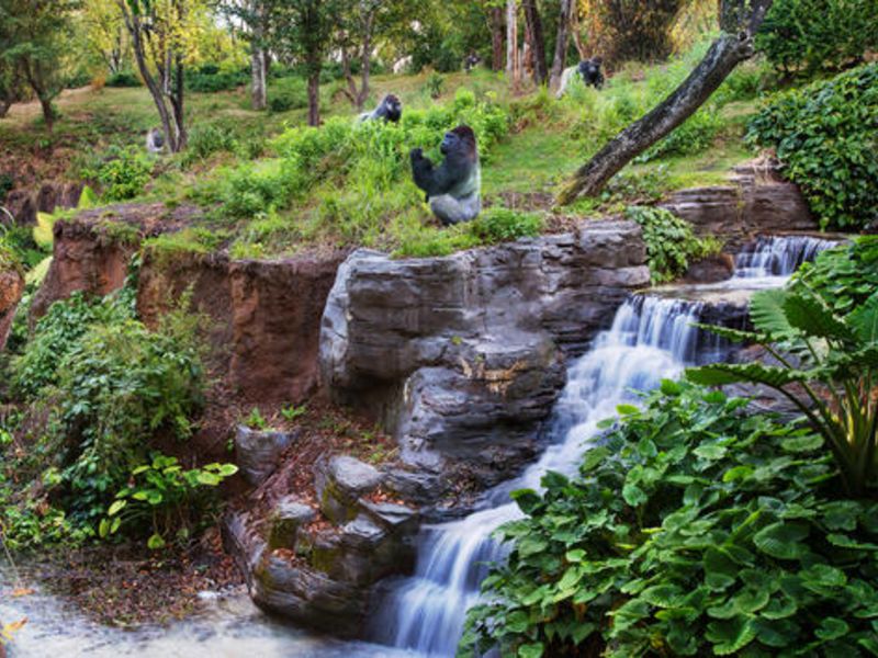 Gorilla Falls Exploration