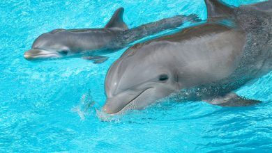 Foto de Discovery Cove celebra o nascimento de cinco golfinhos