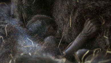 Foto de Espécie de gorila ameaçada de extinção nasce no Busch Gardens
