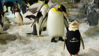 Foto de SeaWorld cria roupa de mergulho exclusiva para pinguim