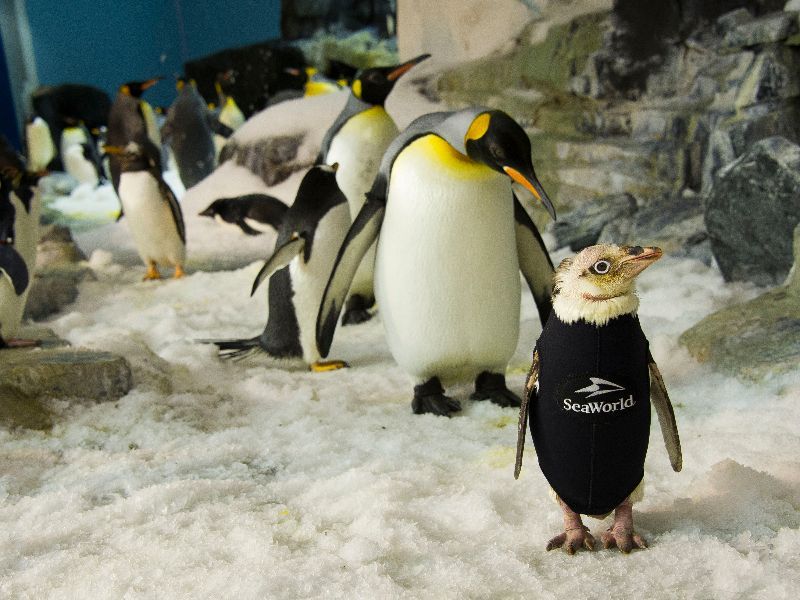 Atração SeaWorld
