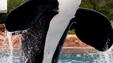 Foto de O Seaworld anuncia com tristeza a morte da Orca Tilikum