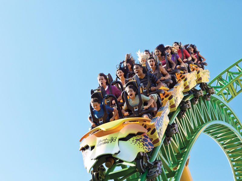 Cheetah Hunt