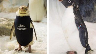 Foto de Pinguim que usou roupa de mergulho recupera penas no SeaWorld Orlando