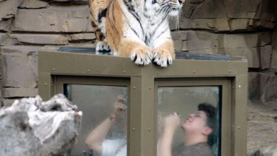 Foto de Roteiro Busch Gardens Tampa