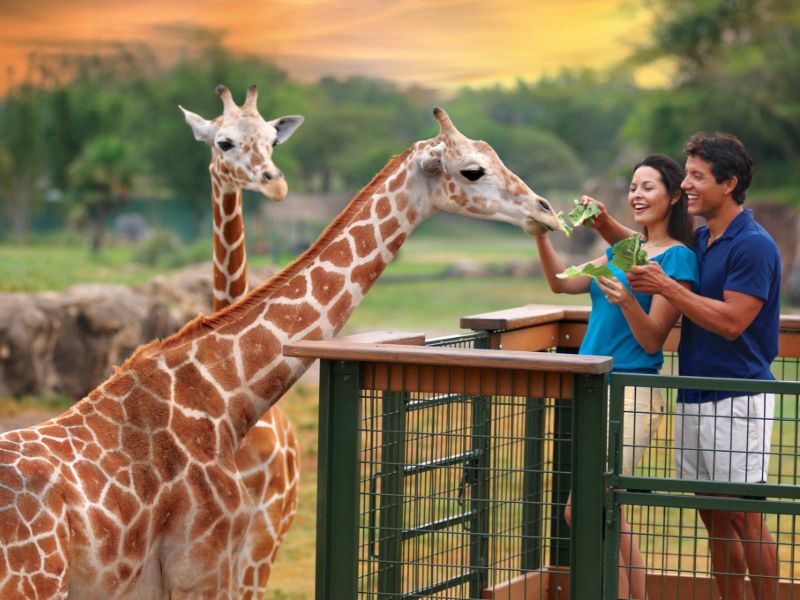 Busch Gardens Tampa