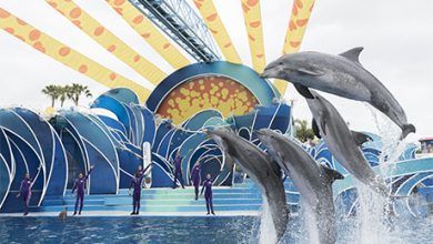 Foto de SeaWorld Orlando anuncia nova apresentação com golfinhos “Dolphin Days”