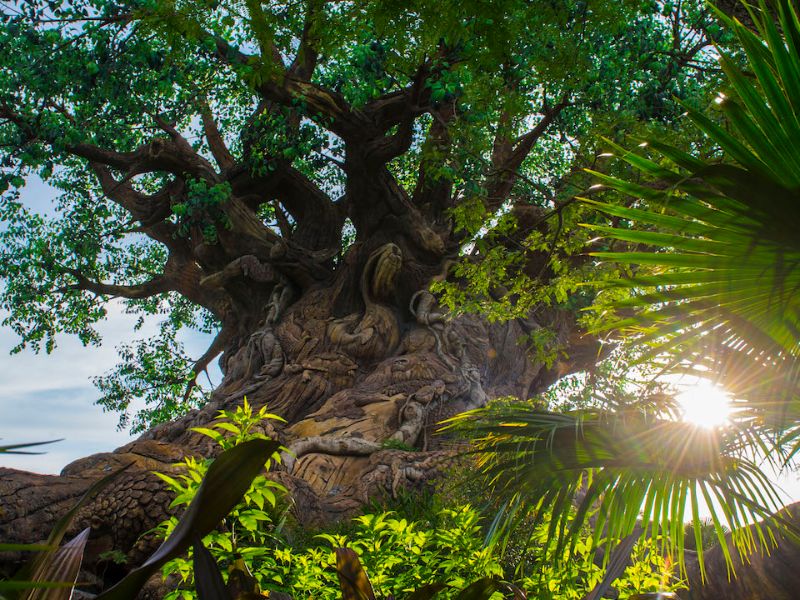 Foto de Disney’s Animal Kingdom – Mapas 2018