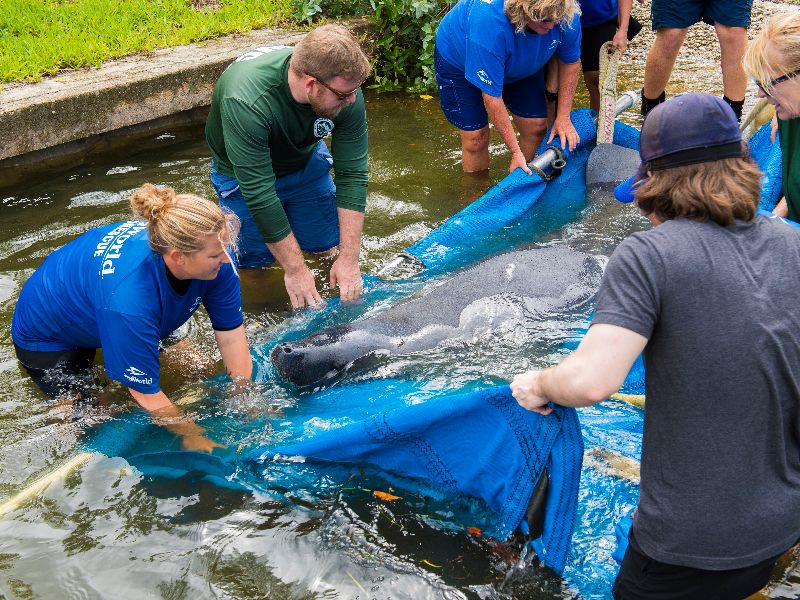 Foto de SeaWorld atinge marca histórica de 30 mil animais resgatados