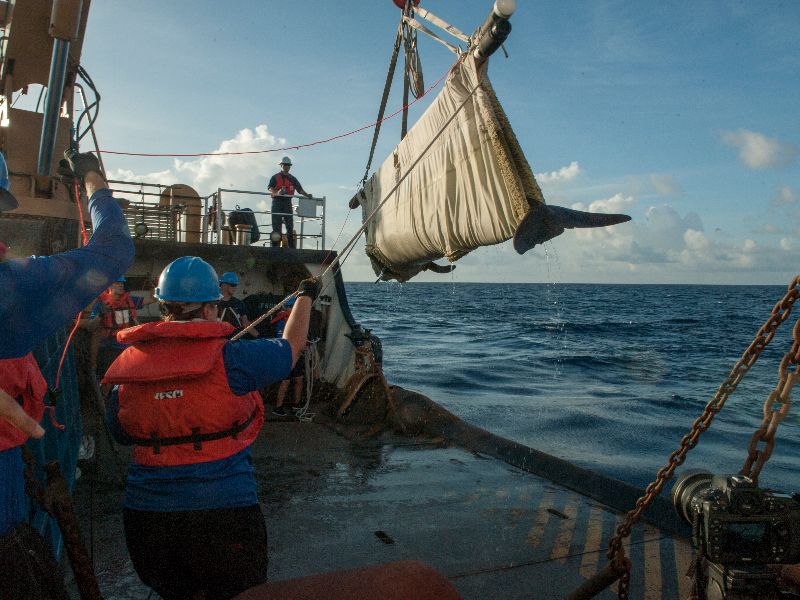 Foto de Baleia piloto reabilitada é devolvida com sucesso ao oceano
