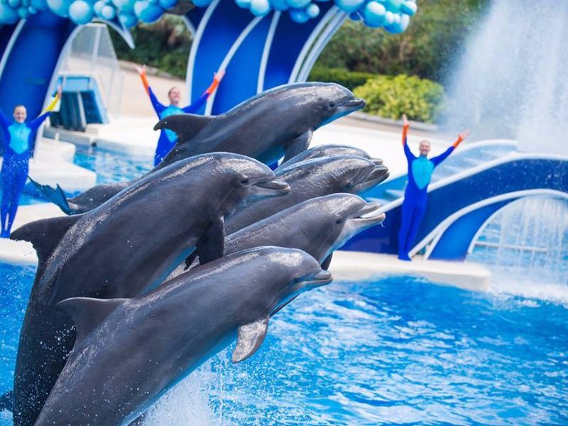 Foto de Quando visitar o SeaWorld Orlando?