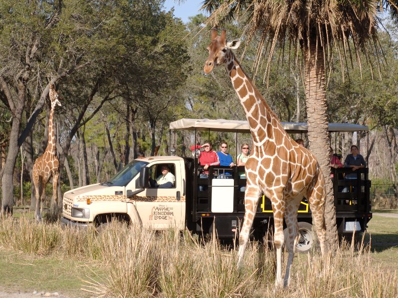 10 atrações do Animal Kingdom para famílias com crianças © disney