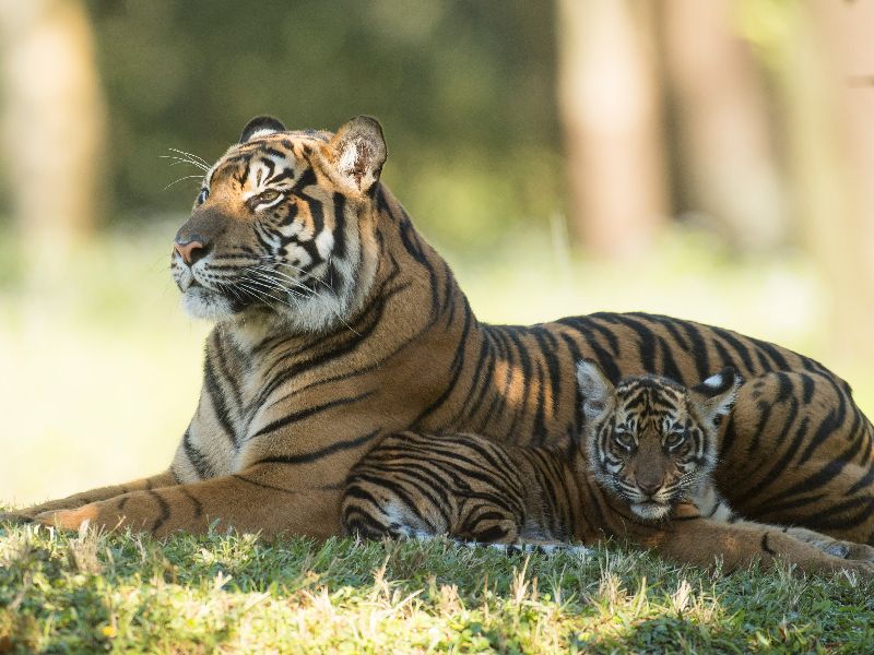 Foto de Filhotes de tigre-de-sumatra em extinção chegam ao Animal Kingdom