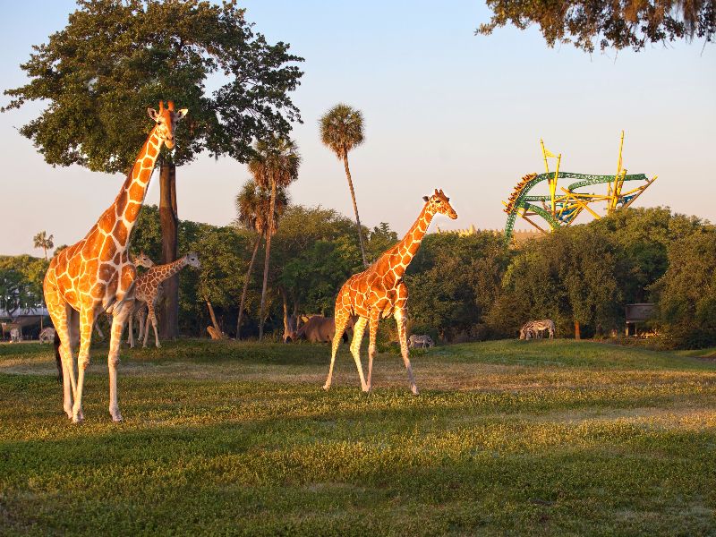 Foto de Quando visitar o Busch Gardens Tampa?