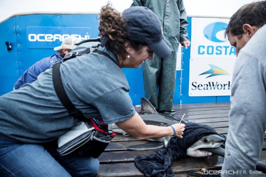 Foto de SeaWorld une-se a organização líder em pesquisa e preservação de animais marinhos
