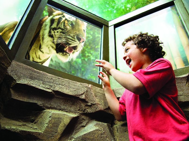 Foto de 10 atrações do Busch Gardens Tampa para famílias com crianças