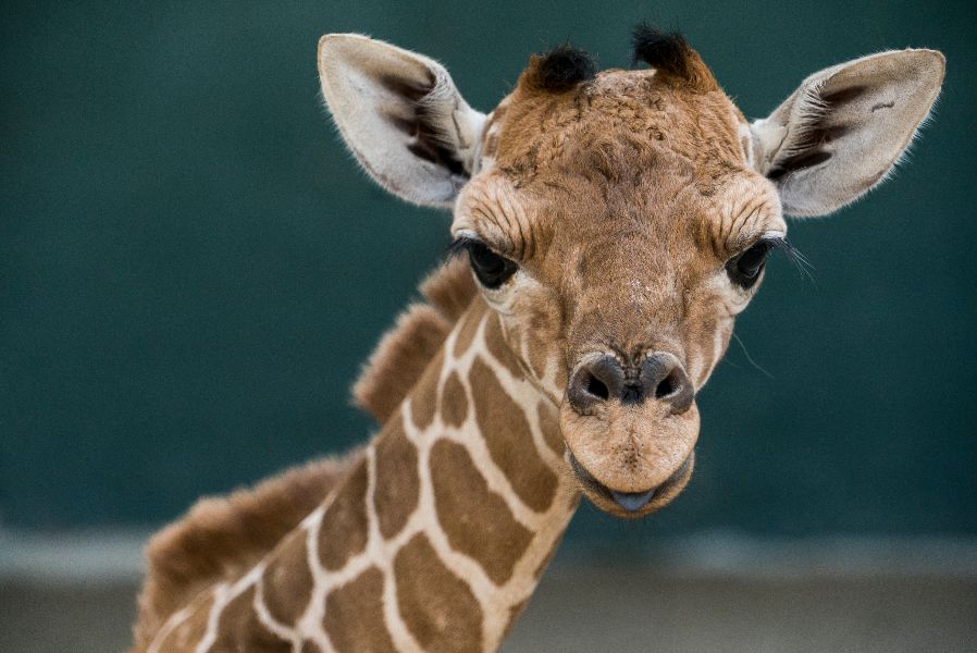 Foto de Busch Gardens Tampa Bay dá boas-vindas a filhote de girafa