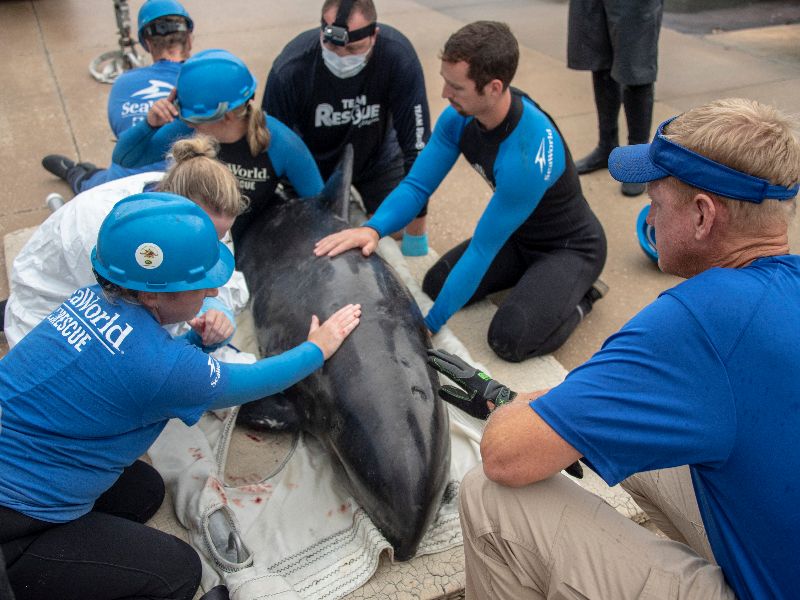 Foto de SeaWorld Orlando ajuda a resgatar um golfinho cabeça-de-melão