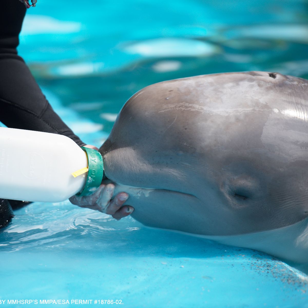 Foto de SeaWorld celebra primeira reabilitação de sucesso de uma beluga de Cook Inlet (Alasca)