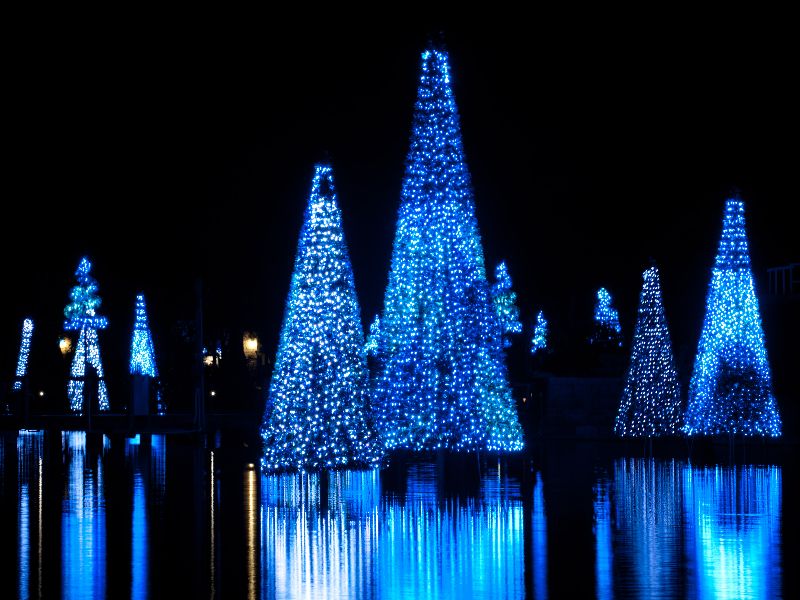 Sea of Trees