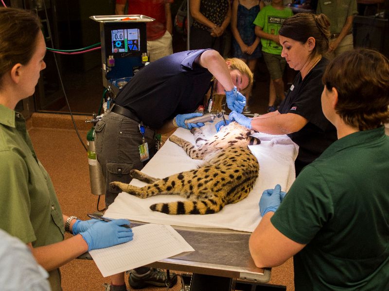 Foto de Busch Gardens Tampa Bay recebe certificação da American Humane pelo tratamento dado aos animais