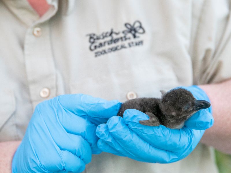Foto de Busch Gardens Tampa Bay celebra o nascimento de três pinguins