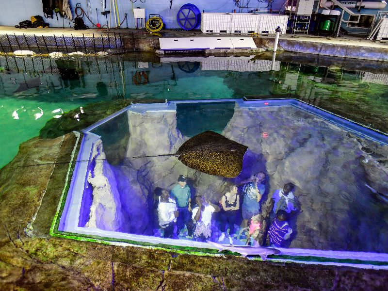 Manta Aquarium