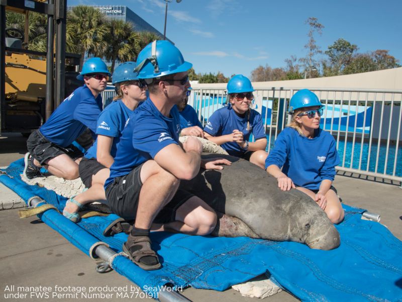 Foto de SeaWorld Orlando recebe o primeiro peixe-boi resgatado do ano