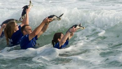 Foto de SeaWorld amplia a atuação na preservação da vida selvagem