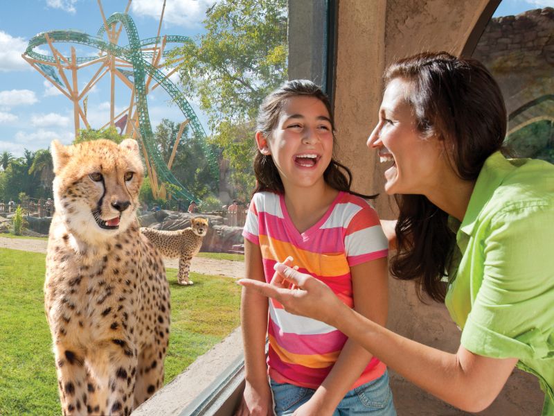 animais Busch Gardens