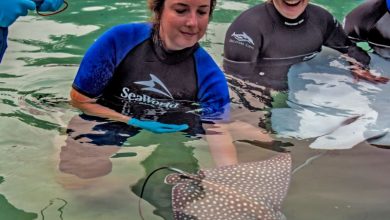 Foto de Discovery Cove comemora o nascimento de duas arraias-pintadas