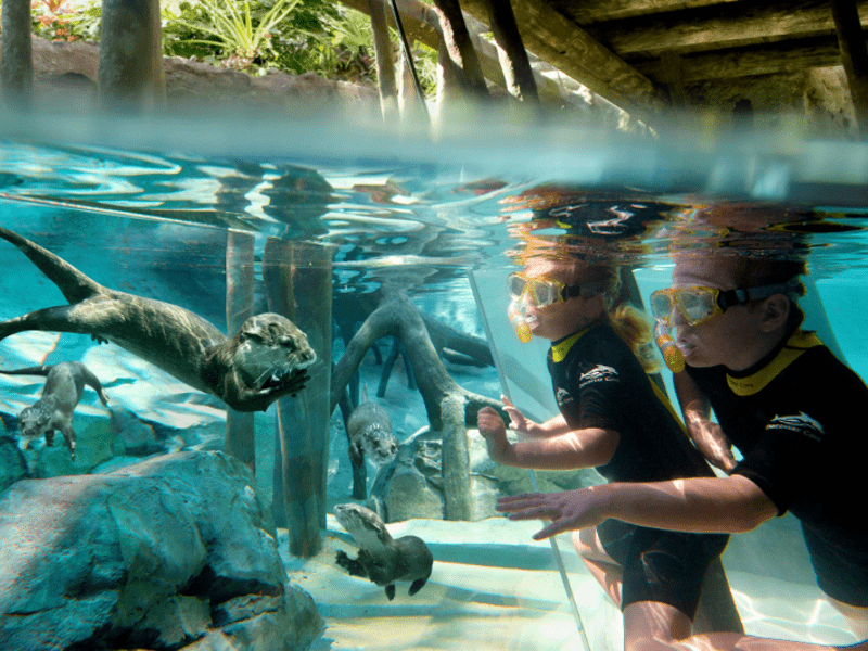 Discovery Cove sem nado