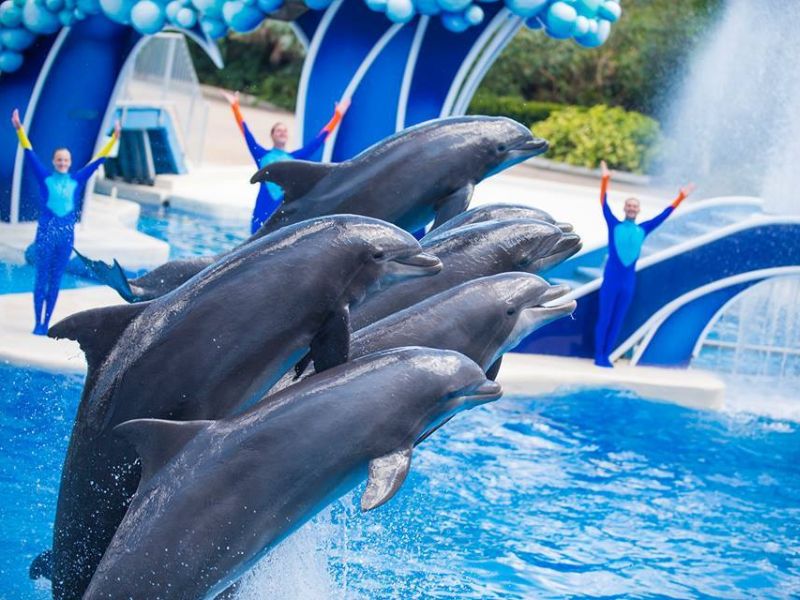 Dolphin Days