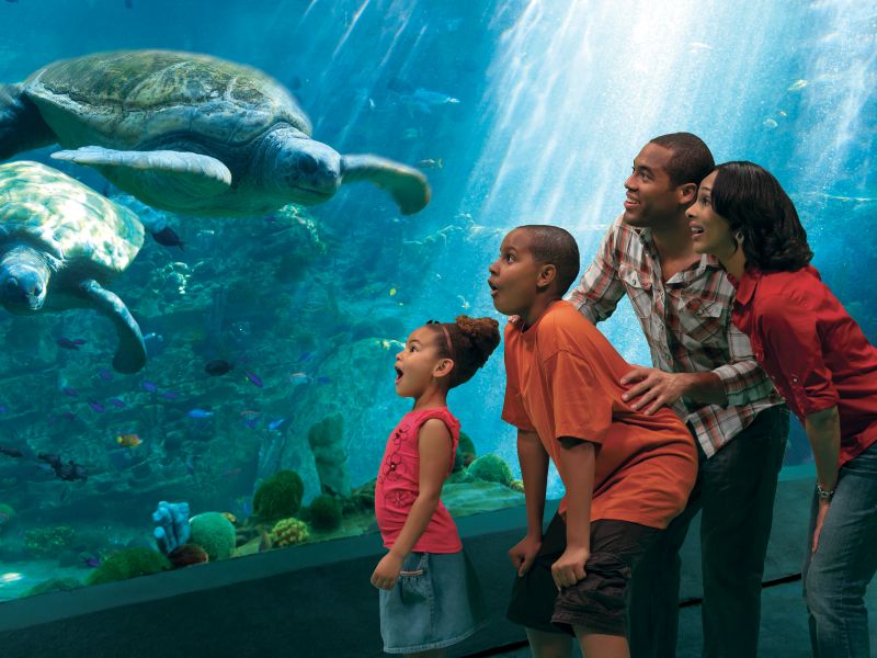 Turtle Trek