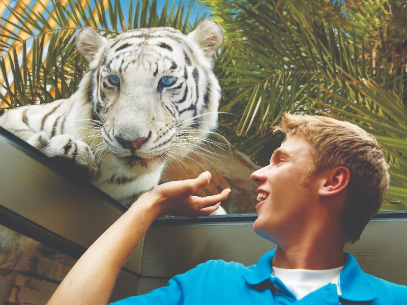 Tiger Trail