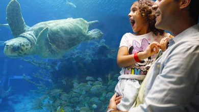 Foto de Nova brincadeira no pavilhão The Seas with Nemo & Friends