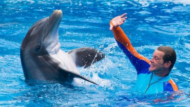 Foto de Mapa SeaWorld 2020