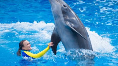 Foto de SeaWorld, Aquatica e Discovery Cove reabrem em 11 de junho