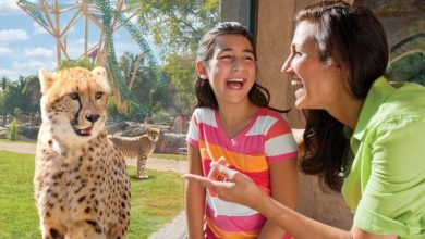 Foto de Atrações do Busch Gardens Tampa fechadas em 2021