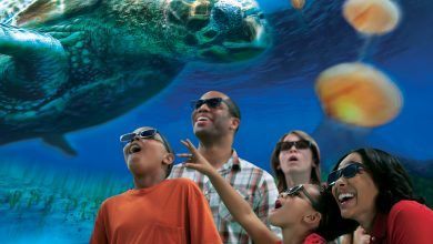 Foto de Grupo do SeaWorld não exige mais reserva online para dia de visita